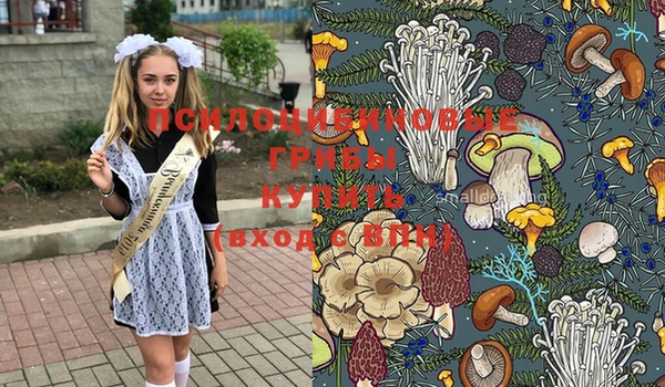 крисы Абаза